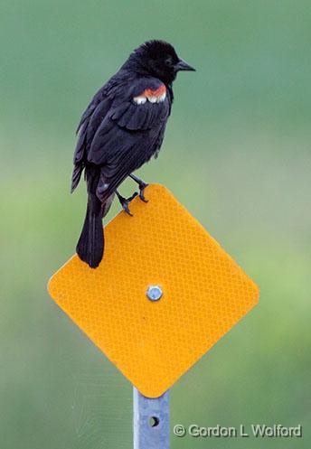 Red-winged Blackbird_26935.jpg - Red-winged Blackbird (Agelaius phoeniceus) photographed near Smiths Falls, Ontario, Canada.